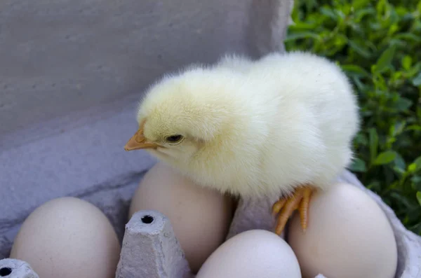 Huhn Schaut Auf Eierschale Mit Eiern — Stockfoto