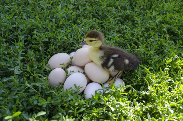Entlein neben den Eiern auf dem Rasen — Stockfoto
