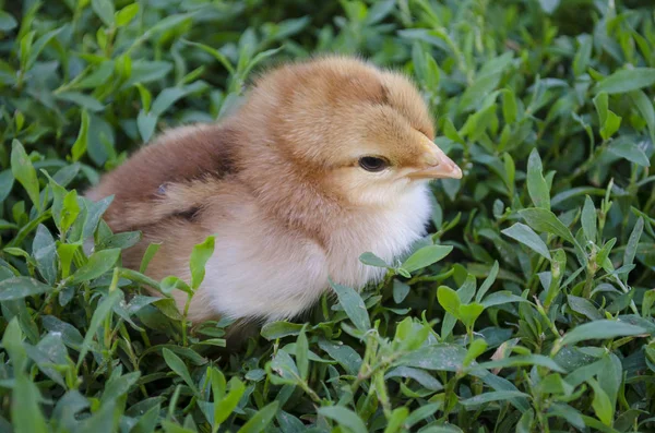 Μια νεαρή γκόμενα στο γρασίδι. Κοτόπουλο στο γρασίδι — Φωτογραφία Αρχείου