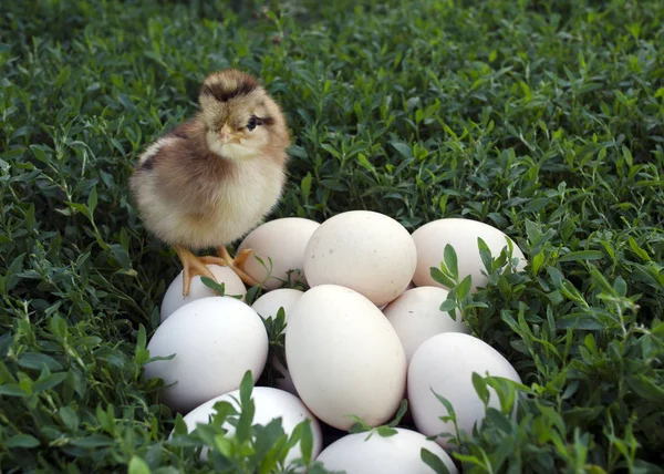 Anschmiegen Die Natur Steht Auf Den Eiern Und Betrachtet Sie — Stockfoto