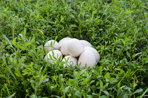 Hühnereier Auf Dem Grünen Gras Ein Bund Eier Auf Dem — Stockfoto