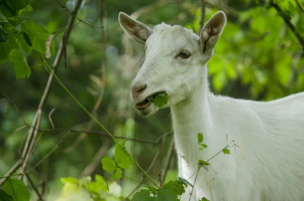 Ormanda ot yiyen keçi. Keçi portre fotoğrafçılığı — Stok fotoğraf