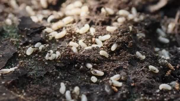 Ordu karıncalar onların larvaları ile hızlı harekete geçirmek. — Stok video