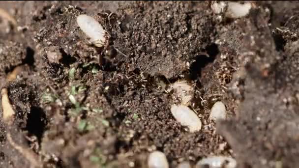 Aktivasi cepat semut tentara dengan larva mereka . — Stok Video