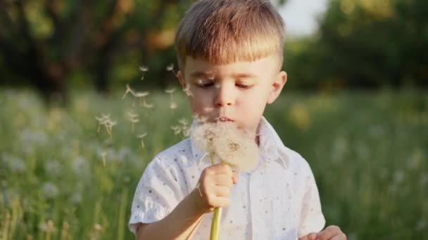 Prachtige kleine jongen, waait paardebloemen in het park, close-up — Stockvideo