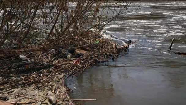 Desastre ecológico de los recursos hídricos. Basura de plástico — Vídeo de stock