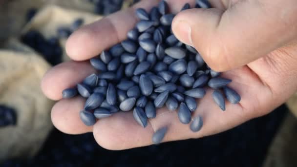 男性の手は、ヒマワリの穀物を保持します。ひまわりの栽培 — ストック動画
