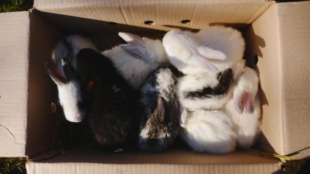 Muitos coelhos pequenos em uma caixa de papelão ao ar livre — Vídeo de Stock