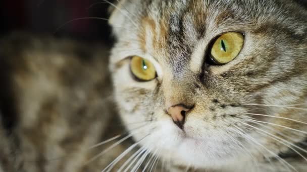 Portrait d'un chat tabby gros plan — Video