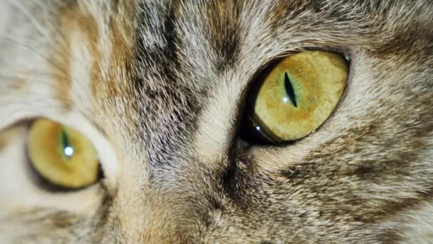 Extrême macro gros plan d'un œil de chat 