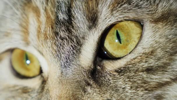 Extreme macro close-up of a cats eye — Stock Video