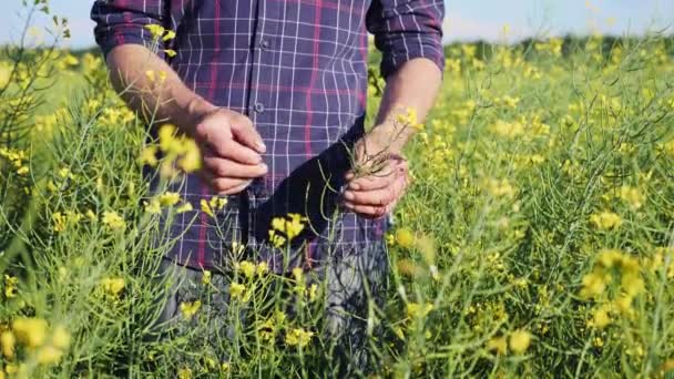 Agricultor examinando plantas en flor de colza — Vídeos de Stock