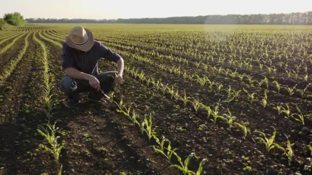 Agricultor en el campo examina brotes de maíz en primavera — Vídeo de stock