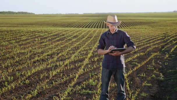 O agricultor testa a qualidade de crescimento de uma planta cultivada de sementes de milho jovem — Vídeo de Stock