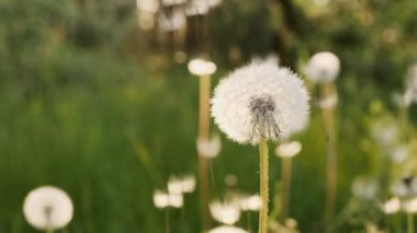 Karahindiba tohum bir doğa arka plan üzerinde uçuracak