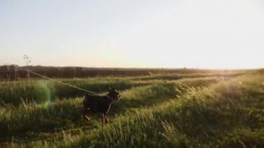 Oynak köpek cüce pinscher acele çalışır