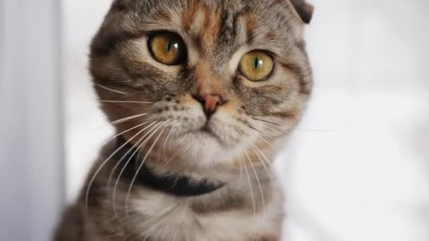 Mignon jeune chat mignon regarde la caméra, gros plan 