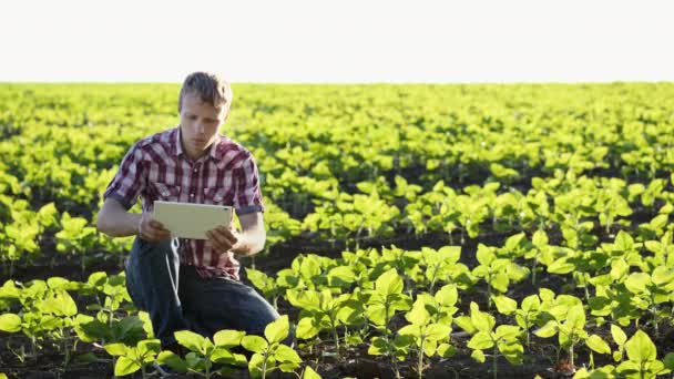 El granjero retrata brotes jóvenes de girasol en el campo — Vídeo de stock