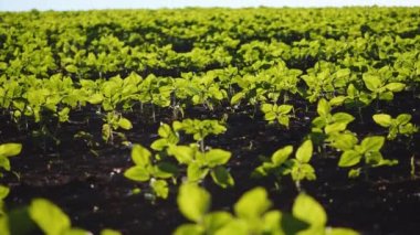 Ayçiçeği bitkilerde genç alan