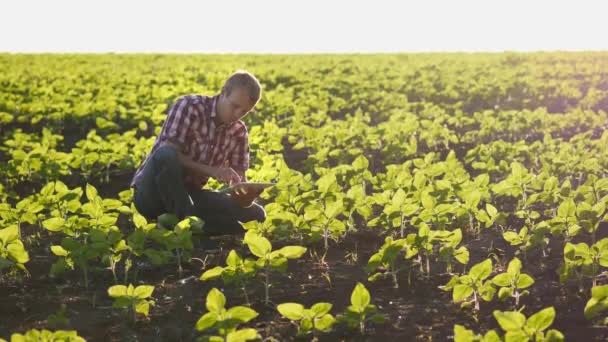 Farmář na mladé slunečnicové pole při západu slunce — Stock video