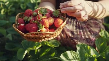 Eller kadın çilek toplama