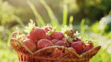 Eller kadın çilek toplama