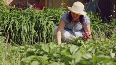 Kadın çiftçi bir ürün çilek bahçesinde toplar