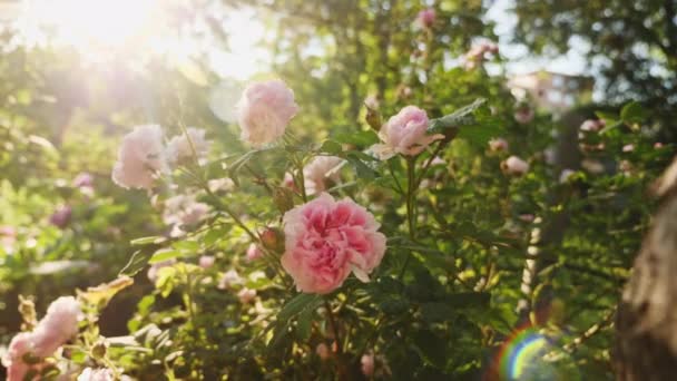 Blühender Strauch einer rosa Rose — Stockvideo