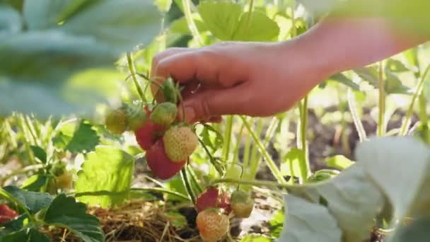 Vrouw handen plukken aardbeien in de moestuin. Close-up — Stockvideo