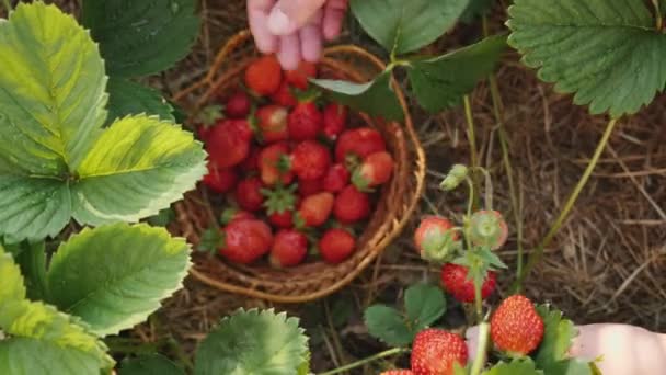 Jonge vrouw handen plukken aardbeien in de moestuin — Stockvideo