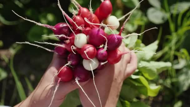新鮮な有機束家庭菜園からの収穫、大根の — ストック動画