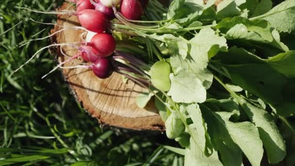 Un manojo de rábano yace en un tocón en el jardín — Vídeos de Stock