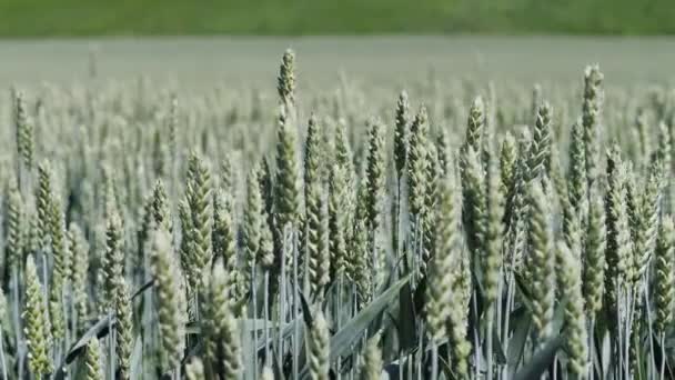 Awnless tarwe veld close-up. Zachtjes bewegen in de wind — Stockvideo