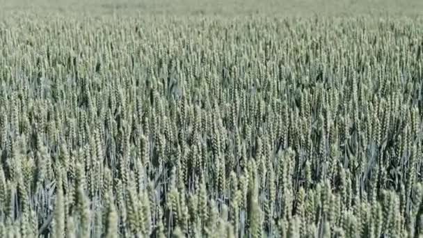 Awnless wheat field closeup. Moving softly in the wind — Stock Video