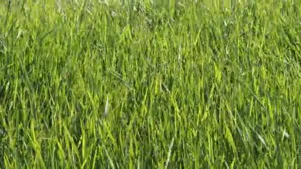 Зеленая трава и шипы трепещут на ветру, закрываются — стоковое видео