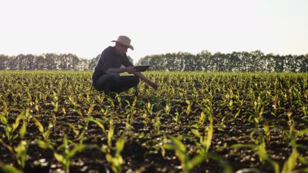 O agricultor testa a qualidade de crescimento de uma planta cultivada de sementes de milho jovem — Vídeo de Stock