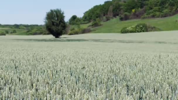 Champ de blé sans bois. Se déplacer doucement dans le vent — Video