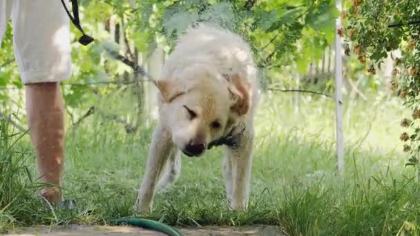Blöt hund skakar av vattnet i slow motion — Stockvideo