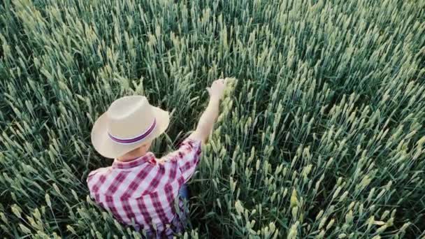 Vista superior: Um agricultor do sexo masculino está trabalhando em um campo de trigo ainda verde — Vídeo de Stock