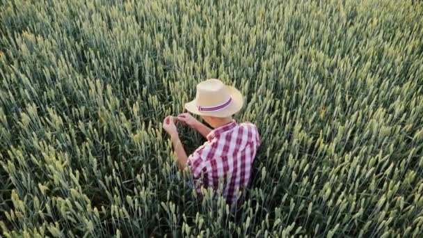 Vista superior: Um agricultor do sexo masculino está trabalhando em um campo de trigo ainda verde — Vídeo de Stock