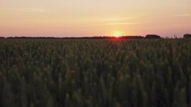 Günbatımı güneş batımında yeşil buğday bıçaklar bir tarım alanı üzerinde parlıyor