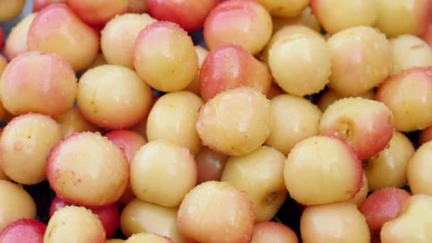 Cerejas doces frescas vermelhas e amarelas em gotas de água, girando no sentido horário — Vídeo de Stock