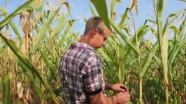 Steadicam Genç çiftçi mısır koçanı büyüme ilerlemesini denetleme