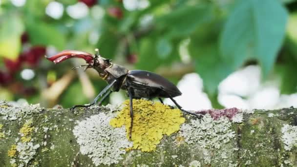 Escarabajo ciervo arrastrándose sobre una rama de un árbol — Vídeos de Stock