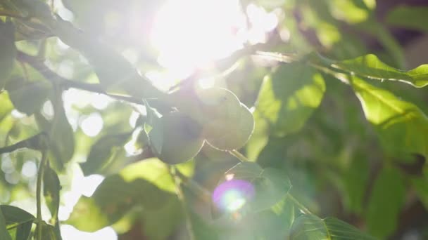 Πράσινα καρύδια στα πράσινα φύλλα πάνω στο δέντρο — Αρχείο Βίντεο