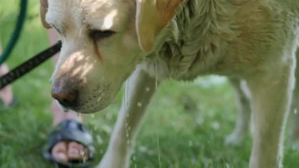 Natte witte hond afschudden van water in slow motion — Stockvideo