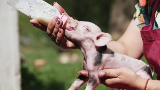 Hand feeding baby pig — Stock Video