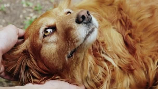 Amistad entre humanos y mascotas — Vídeo de stock