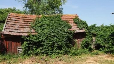 Yeşil sarmaşık ile kaplı kaplı yıpranmış shack kulübe terk edilmiş bir
