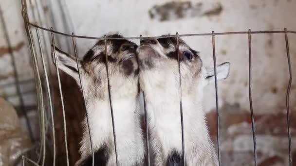Молоді новонароджені кози в ручці всередині фермерського сарай — стокове відео